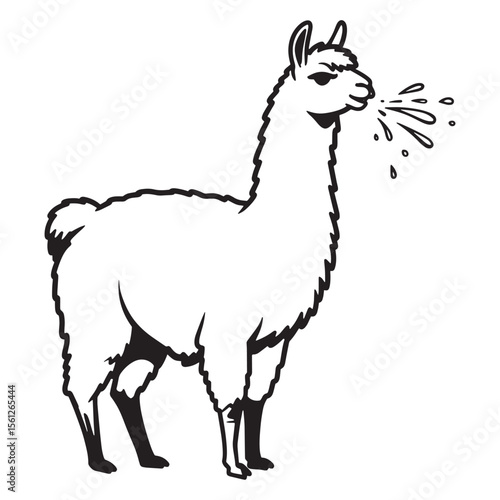 Vector illustration of a spitting llama black and white outlined animal design