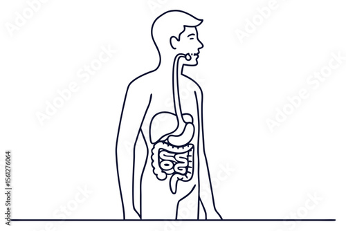 Simple Digestive Tract Line Art Minimalist Anatomy Design on White