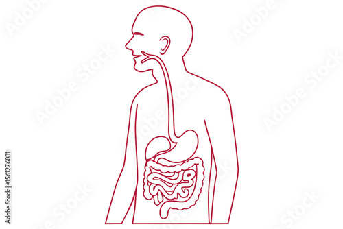 Human Digestive System Minimalist Line Drawing Modern Medical Wall Art
