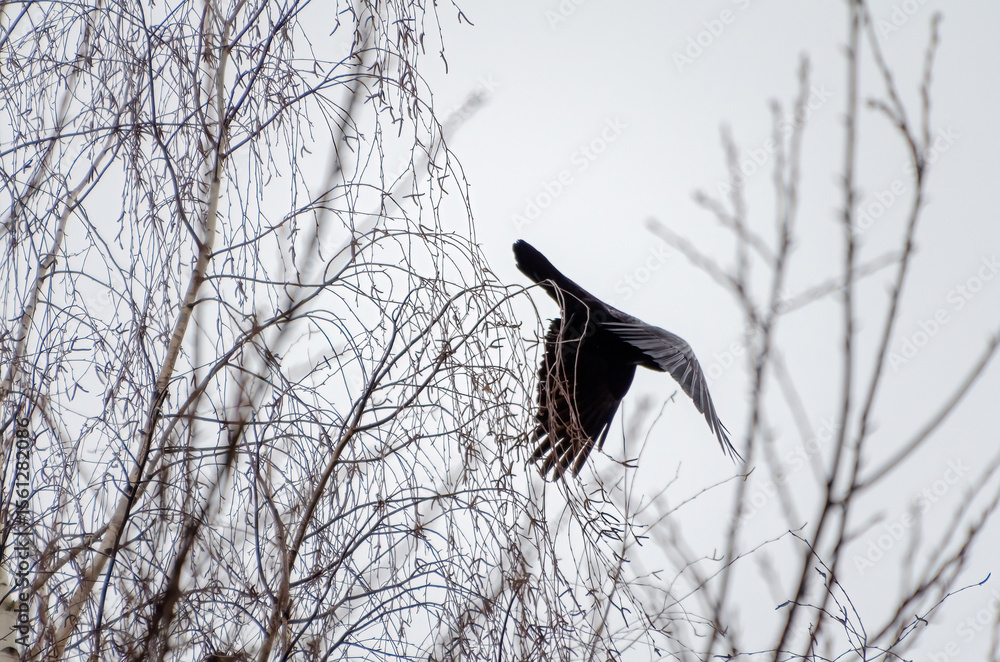 Fototapeta premium Dark bird takes flight through tangled birch branches in cold misty air. Crow flying from thin birch branches, viewed side-on with moody tone and cluttered forest detail, concept: tension, motion, 