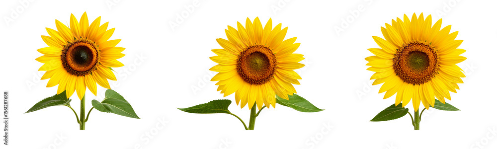 Obraz premium Sat Sunflower with Curved Stem and Leaves Facing Sideways, Transparent PNG