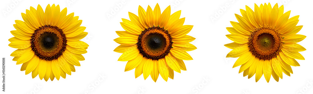 Fototapeta premium Sat Close-Up of Sunflower Head with Petals Partially Curled, Transparent PNG