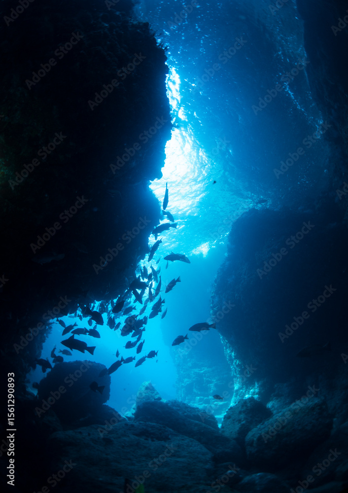 Obraz premium marine life and coral in Mexico ocean