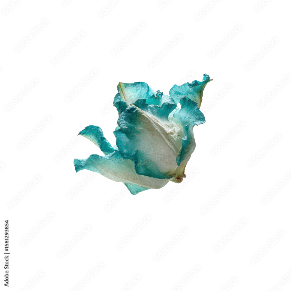Obraz premium Teal and White Dried Flower, Delicate Botanical Specimen, Close-Up