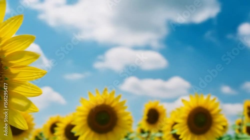 Vibrant Sunflowers Blooming Under a Sunny Sky: A Stunning Field of Yellow