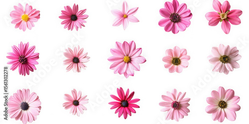 Collection of fifteen pink daisy flowers isolated on transparent background