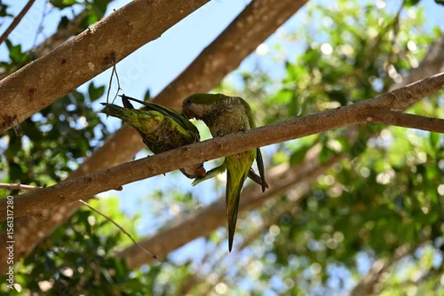 Fototapeta samoprzylepna zielona papuga papugi siedzi na drzewie wśród liści