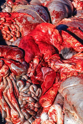 Offal after slaughter from reindeer