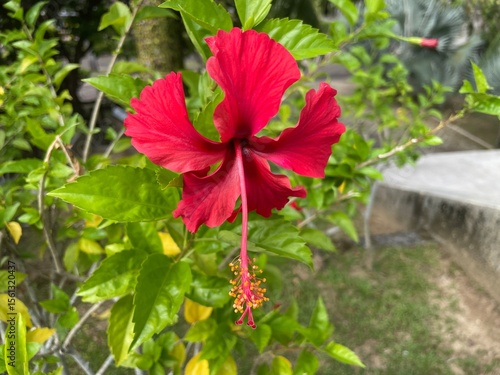 Beautiful bright red hibiscus flower