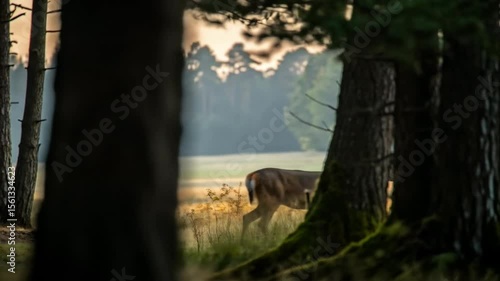 Graceful Deer Animated in Lush Forest Landscape, Nature Scene, Tranquil Environment, Serene Viewpoint