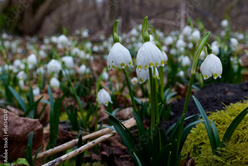 Märzenbecher, Frühlings-Knotenblume, Leucojum vernum