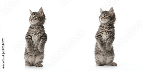 Wallpaper Mural The adorable kittens standing in playful poses against a white background. Torontodigital.ca