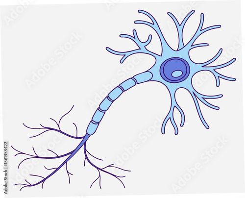 Neuron diagram illustrating axon and branching dendrites in blue  