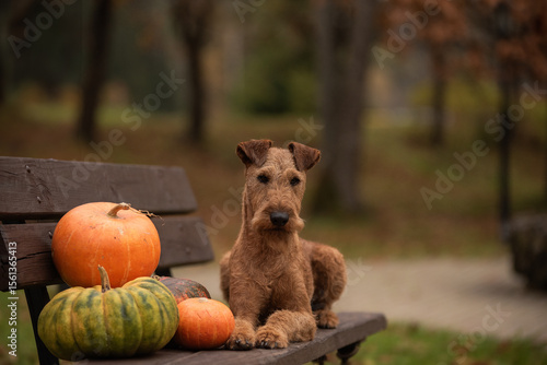 Fotografía Irish terrier dog with pumkins in the autumn park
