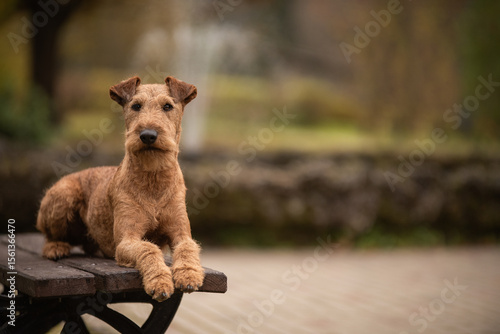 Foto Irish terrier dog in the autumn park
