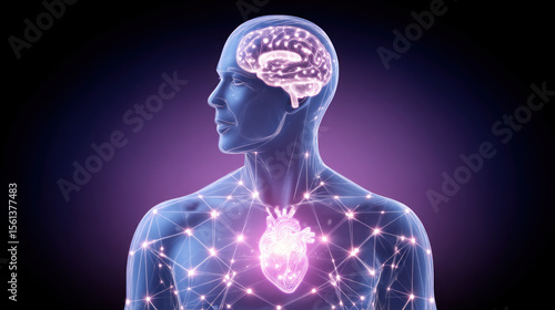 Transparent human silhouette with glowing brain and heart, neural network, digital anatomy, futuristic medical concept, purple background