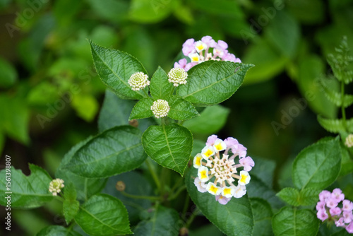 Beautiful lantana camara L., Verbenaceae,  in full bloom, showcasing intricate patterns in nature's design.