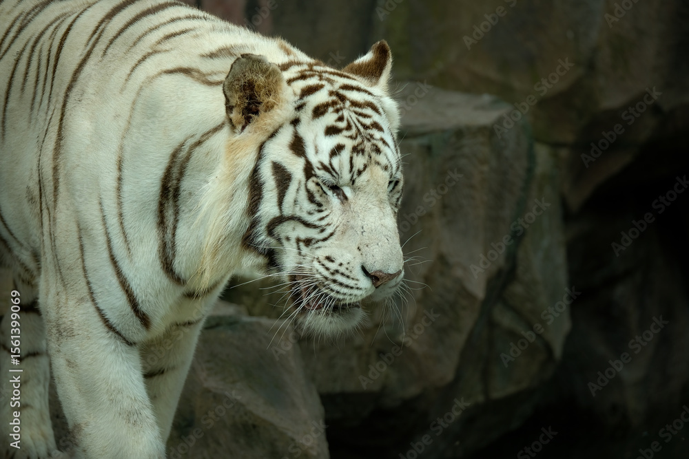 Naklejka premium White Bengal Tiger