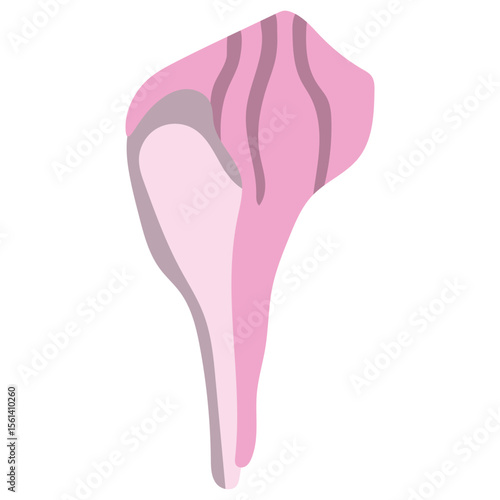 Sea Shell
