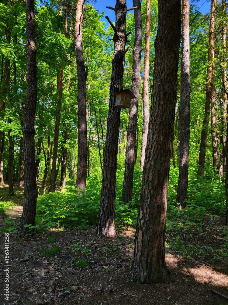 Naklejka premium Sunlight Filtering Through Young Leaves in Spring Forest