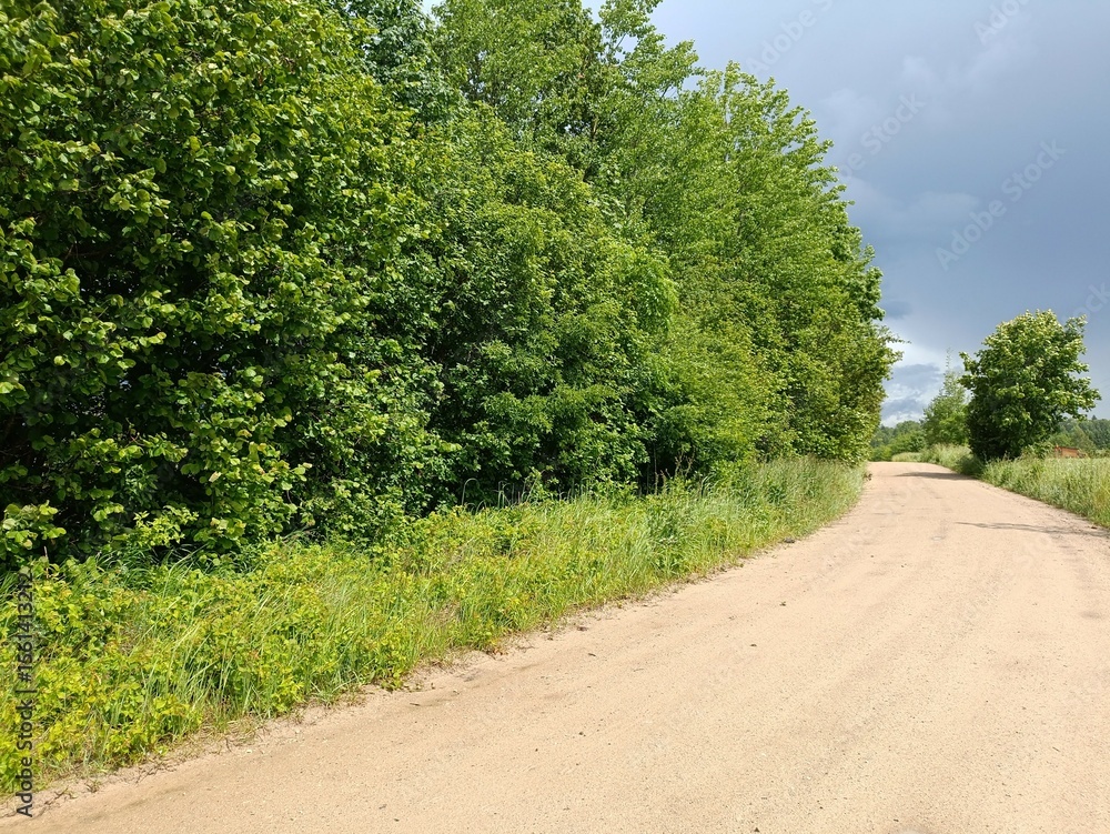 Road in forest in Siauliai county during cloud summer day. Oak and birch tree woodland. Cloud day with white clouds in sky. Bushes are growing in woods. Sandy road. Nature. Summer season. Miskas. Road in forest in Siauliai county during cloud summer day. Oak and birch tree woodland. Cloud day with white clouds in sky. Bushes are growing in woods. Sandy road. Nature. Summer season. Miskas.
