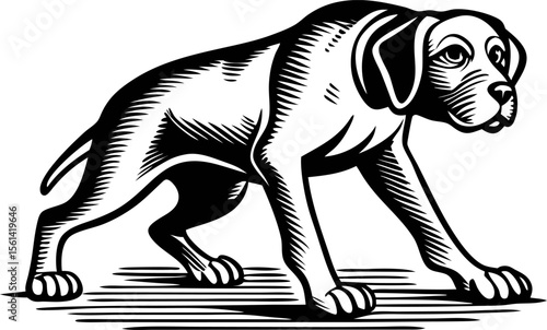 Engraved illustration of young dog standing alert with attentive expression, vintage black and white drawing