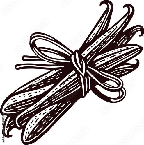 Hand drawn bundle of vanilla beans tied with ribbon vintage engraving botanical illustration
