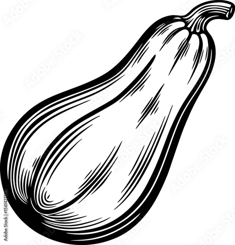 Hand drawn acorn squash illustration in vintage isolated on white background