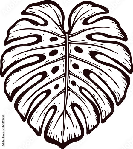 Hand drawn split leaf monstera deliciosa leaf isolated in vintage botanical illustration
