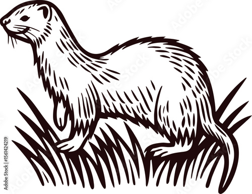 Vintage engraved drawing of a wild otter standing in grass, hand drawn sketch illustration
