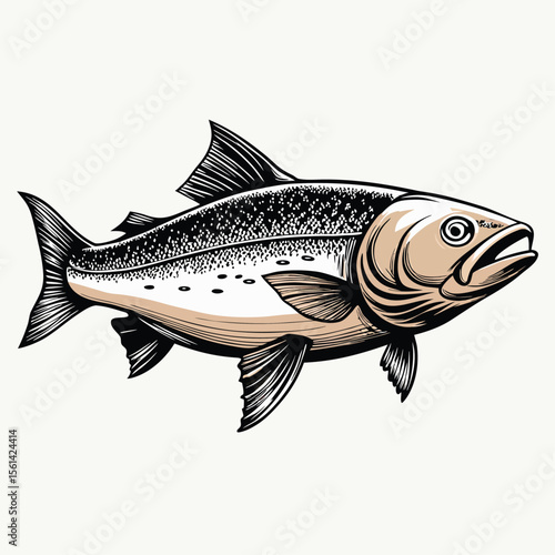 Realistic Salmon Sketch Style Vector In Clean Bla