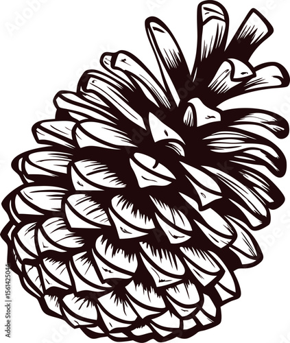 Detailed botanical illustration of a mature pinecone isolated on white background in vintage engraved