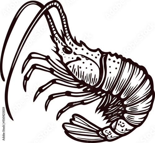 Detailed hand drawn shrimp illustration in vintage engraved isolated on white background