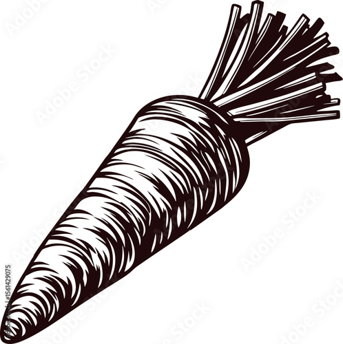 Hand drawn carrot with leafy top isolated on white black and white engraved vegetable illustration