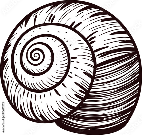Vintage engraved illustration of spiral snail shell isolated on white background for natural history design