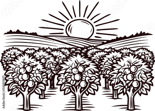 Orchard of fruit trees in rural landscape with sunrise, hand drawn engraving illustration, agricultural farmland scene