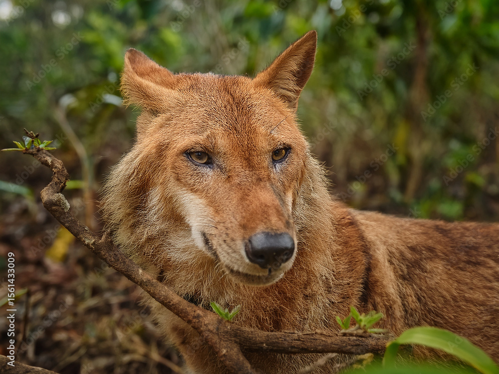 Naklejka premium A wildlife photography set featuring red wolves in diverse natural habitats and alert stances.