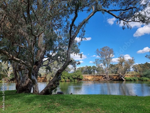 Gum trees and native Australian forest on the banks of the Murray River at Albury with a blue sky and clouds