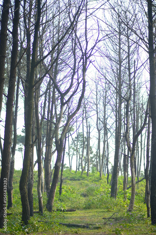 Obraz premium Witnessing the spectacular fireworks display illuminating Han River