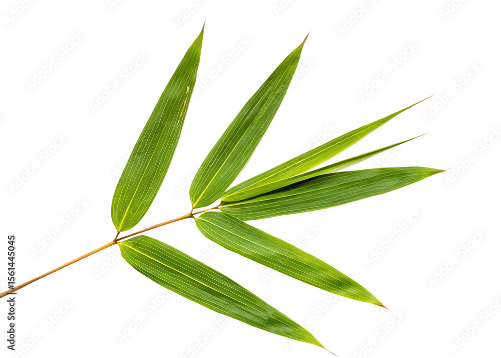 Obraz premium Green bamboo leaves on isolated on a transparent background