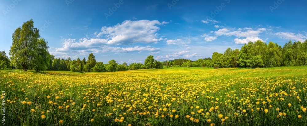 Fototapeta premium The picturesque meadow filled with vibrant yellow dandelions under a bright blue sky.