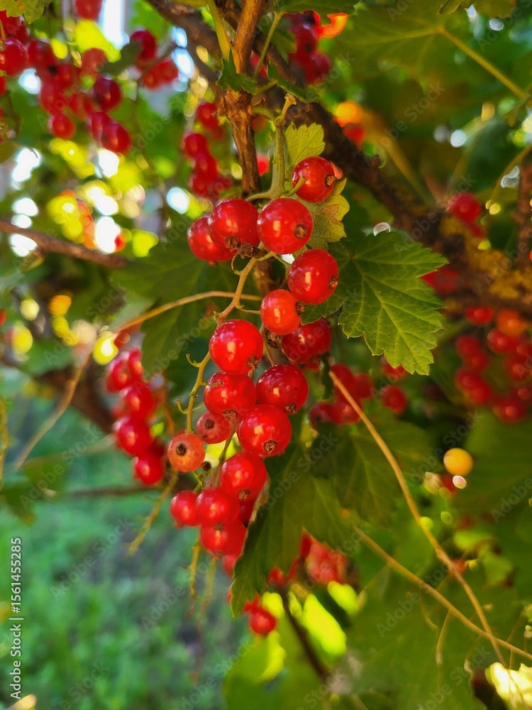 Obraz premium A bunch of ripe red currants shining among green leaves in sunlight