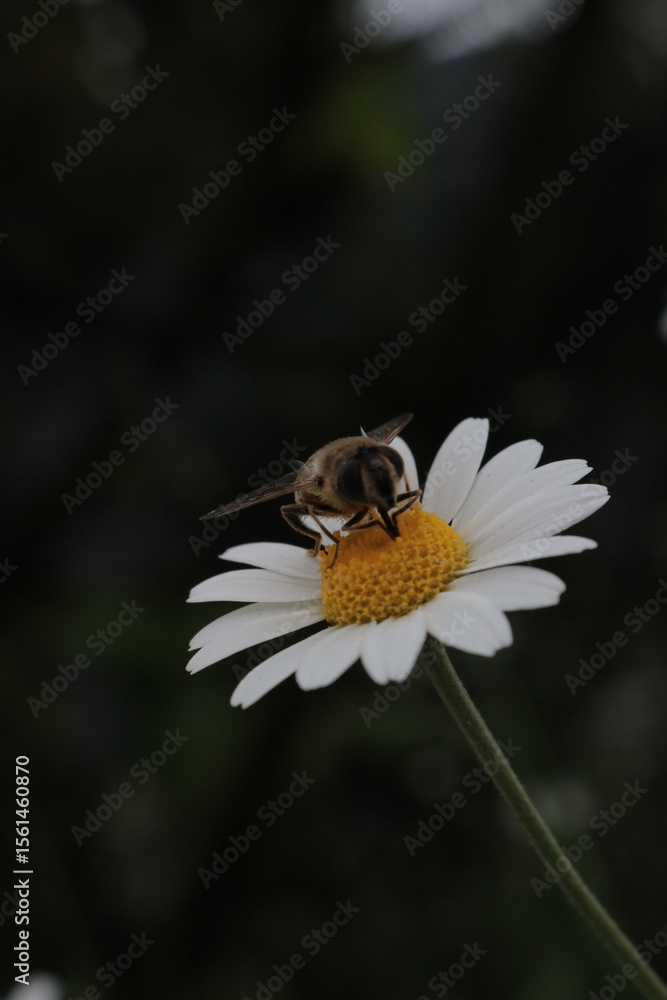 Obraz premium Close-Up of a Bee on Chamomile Flower, Perfect for Botanical Illustrations and Wellness Articles, Busy Bee on a Wild Daisy, Nature's Detail: Macro Shot of an Insect on a White Blossom