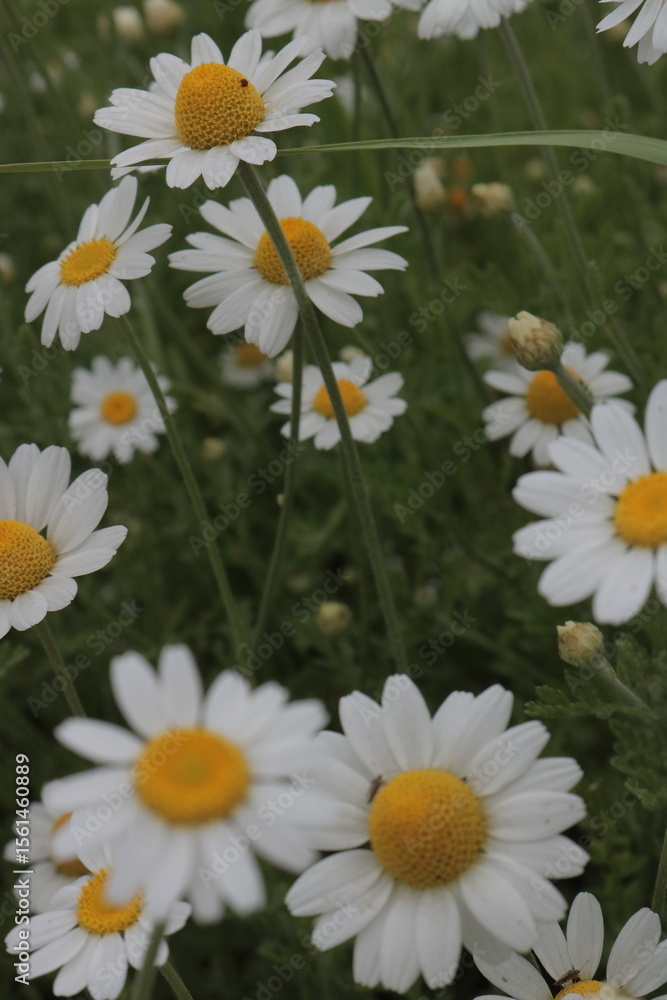 Fototapeta premium Vibrant Cluster of White Daisies in a Summer Field, Ideal for Bright Backgrounds, Delicate White Petals and Yellow Centers, Natural Abundance, Close-Up View of a Meadow
