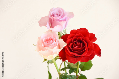 Wallpaper Mural 三色のバラ Torontodigital.ca