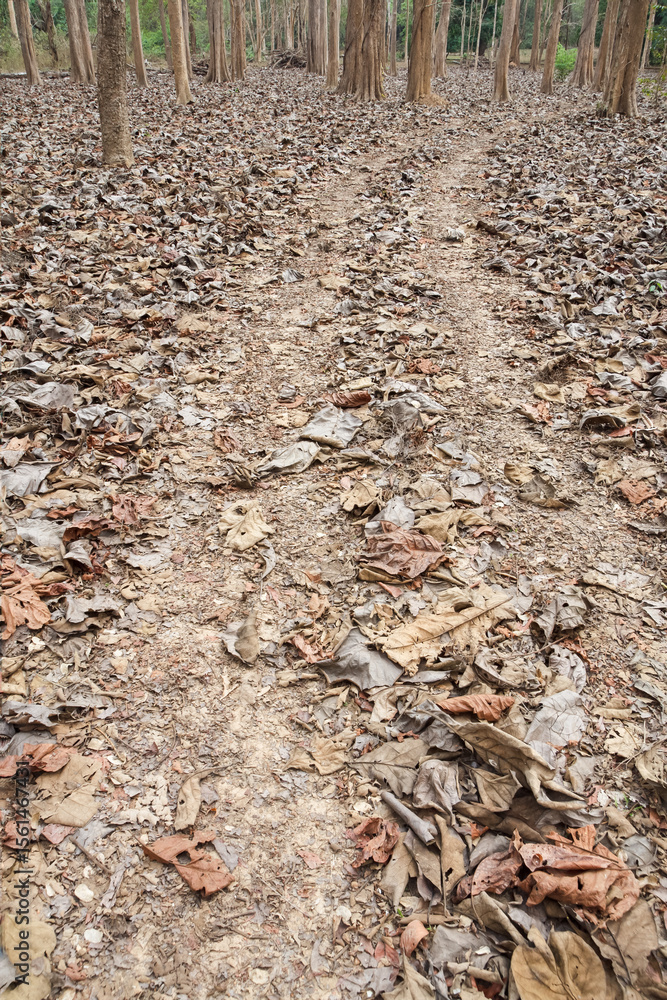 Fototapeta premium The leaves fell on the floor.