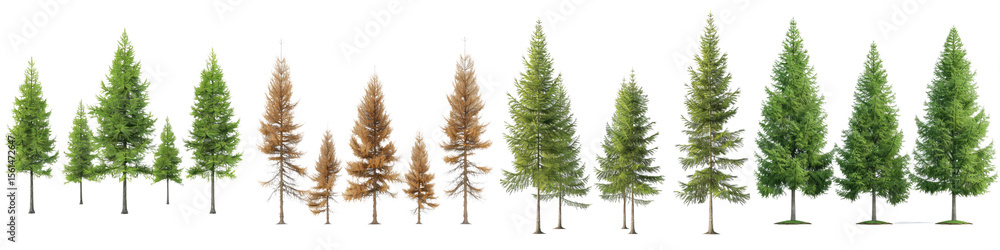 Fototapeta premium fir tree forest conifers, east american larch, hq arch viz cutout, 3d render plants with isolated on transparent background png