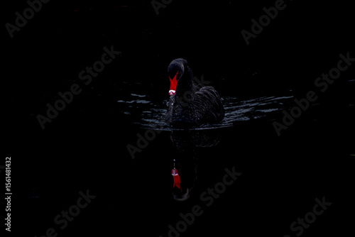 Black Swan