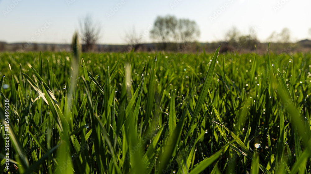 Obraz premium A Vibrant Green Grass Landscape Captured Beautifully Under a Clear Blue Sky Above