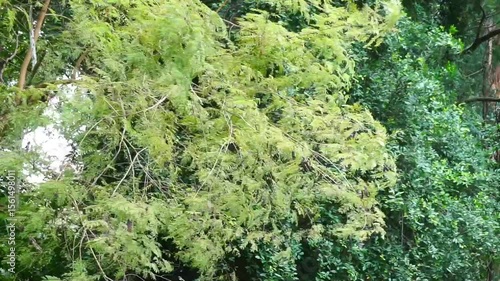 Green leaf at tree top moving by wind, Nature background